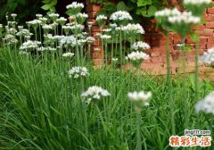 孕妇可以吃韭菜花吗