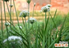 韭菜花可以吃吗 吃它竟有这6大好处