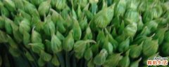 韭菜花的功效 韭菜花有什么营养