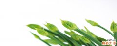 韭菜花的热量是多少 韭菜花有什么营养