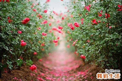 重症肌无力最新治疗方法有哪些