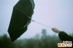 6 猪毛菜