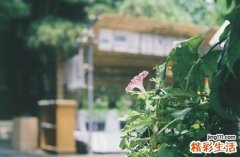 精囊增大是怎么回事？