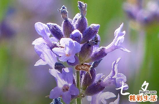 2023七夕民政局上班吗 2023七夕民政局可以登记领证吗