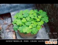 5 獐肉