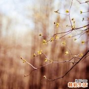 【如何去除毛孔和粉刺】去除毛孔粉刺 恢复光滑肌肤