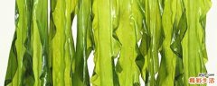 裙带菜好还是海带菜好 带菜和海带菜的区别