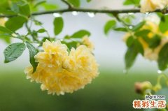 2 蒲葵