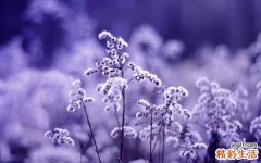 全职太太心理价位：老公年薪20万起