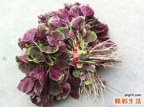 苋菜的功效与作用