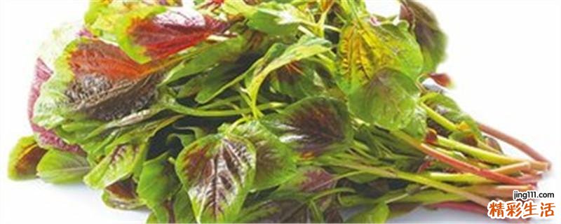 苋菜怎么吃最有营养 苋菜的营养价值