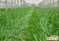 孕妇能吃韭菜吗