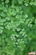 4 木竹子油