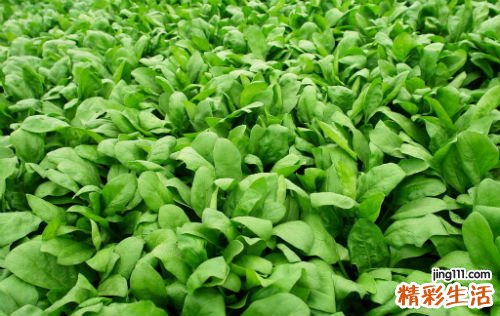 孕妇能吃菠菜吗