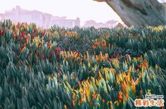 2023年三伏天具体时间表