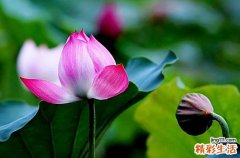 2023年三伏天从什么时候开始至结束三伏
