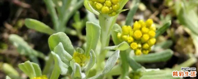 清明草和鼠曲草是同一种吗 鼠曲草和清明草的差别