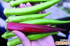 黄秋葵的功效与作用