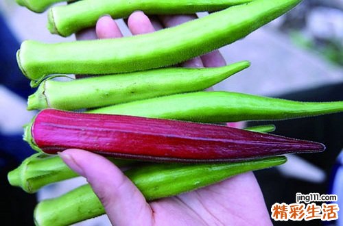 黄秋葵的功效与作用