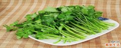 如何挑选好的香菜 香菜是碱性食物还是酸性食物