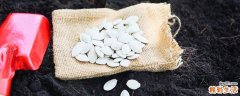 怎么防止南瓜子变潮 南瓜子受潮了还能吃吗
