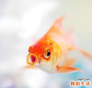 2 吃醋可治妇科疾病