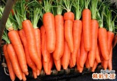 冬天吃什么萝卜好