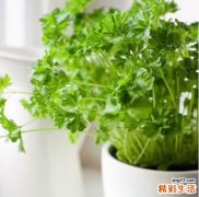 香菜的功效与作用