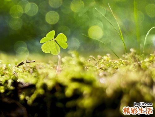 鼻内激发试验