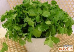 香菜煮水能治雀斑吗