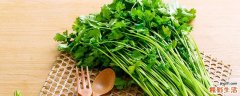 月子期间吃香菜回奶吗 香菜回奶还是下奶