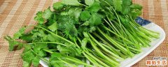 香菜去湿气吗 去湿气有什么误区