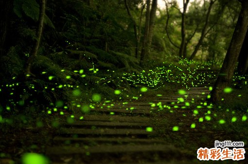 4 岩葱