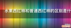 水果西红柿和普通西红柿的区别是什么