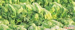 白菜有什么营养价值 吃白菜要注意什么