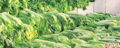 吃白菜对人有什么好处 经常吃白菜有哪些功效