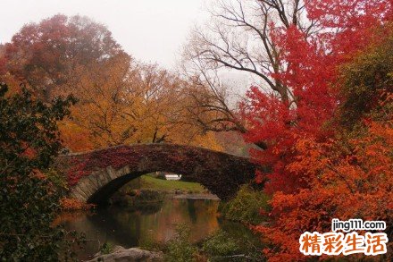 3 亚香棒虫草