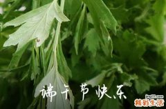 女婿第一年端午节送什么 女婿送粽子送多少个合适
