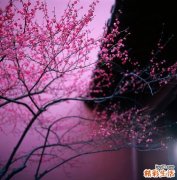 江篱