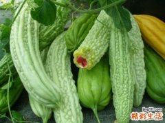 夏季吃苦瓜的好处