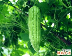 苦瓜的功效与作用及禁忌