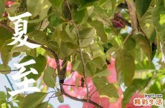 2023年夏至几天进入伏天