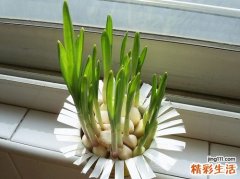 大蒜发芽了能吃吗