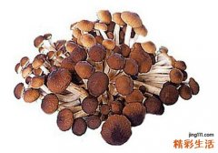 茶树菇的功效与作用