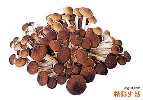 茶树菇的功效与作用