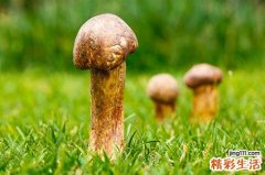 菌类癌症病人能吃吗 癌症病人吃菌类有什么好处
