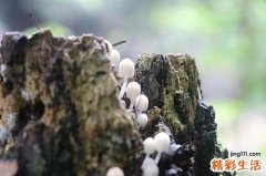 菌类食物中毒怎么办菌类中毒多久有反应