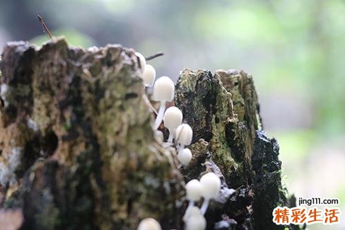 菌类食物中毒怎么办菌类中毒多久有反应