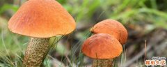 菌类放冰箱多久不能吃 菌类的保存方法