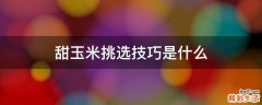 甜玉米挑选技巧是什么
